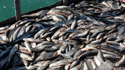 İnci kefalinin stokları arttı