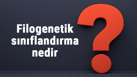 Filogenetik sınıflandırma nedir, nasıl yapılır ve basamakları nelerdir Filogenetik sınıflandırma örnekleri