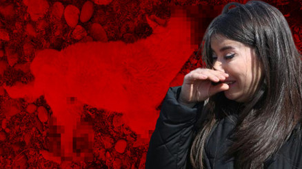 Tunceli’de vahşet Sokak köpeği bacakları kesilmiş halde ölü bulundu