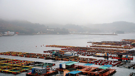 Aktivistler balıklar için eylem yapacak