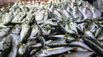 Yasak 15 Nisanda başlıyor Yasak 15 Nisanda başlıyor