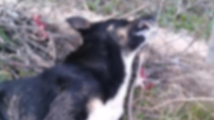 Mudanyadaki vahşete yenileri eklendi 4 köpek zehirlenerek öldü