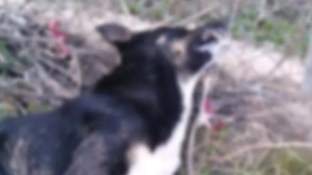 Mudanyada son bir ayda meydana gelen köpek ölümleri tepkilere neden oldu