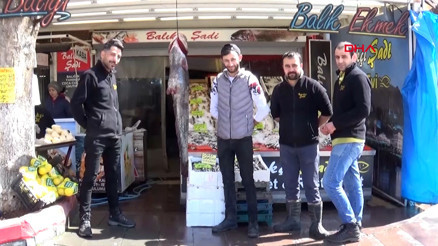 Balıkçının ağına 40 kiloluk yayın balığı takıldı