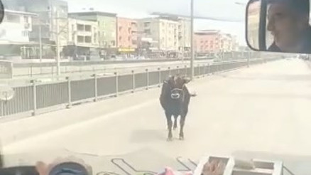Kızgın boğa İspanyol arenasını aratmadı