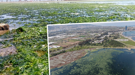 Deniz marulu İzmirde yeniden görüldü Deniz marulu İzmirde yeniden görüldü