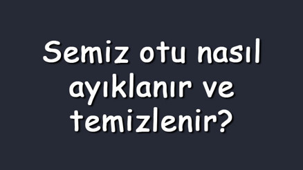 Semiz otu nasıl ayıklanır ve temizlenir Semiz otu nasıl tüketilmeli