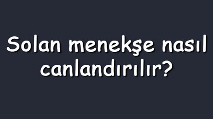 Solan menekşe nasıl canlandırılır Solmuş menekşe tekrar açar mı Solan menekşe nasıl canlandırılır Solmuş menekşe tekrar açar mı