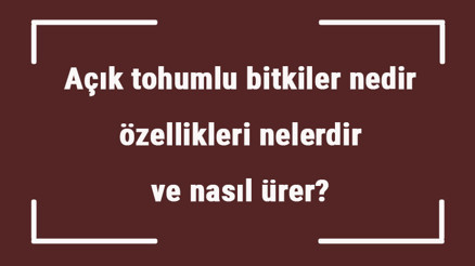 Açık tohumlu bitkiler nedir, özellikleri nelerdir ve nasıl ürer Açık tohumlu bitki çeşitleri ve örnekleri Açık tohumlu bitkiler nedir, özellikleri nelerdir ve nasıl ürer Açık tohumlu bitki çeşitleri ve örnekleri
