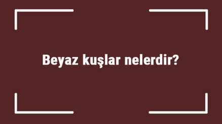 Beyaz kuşlar nelerdir Beyaz renge sahip kuş türleri ve isimleri