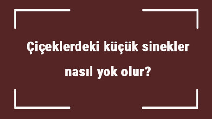 Çiçeklerdeki küçük sinekler nasıl yok olur Bitkilerdeki sinekler nasıl engellenir