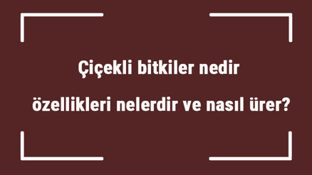 Çiçekli bitkiler nedir, özellikleri nelerdir ve nasıl ürer Çiçekli bitkilerin isimleri