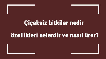 Çiçeksiz bitkiler nedir, özellikleri nelerdir ve nasıl ürer Çiçeksiz bitkiler besin üretir mi, solunum ve fotosentez yapar mı