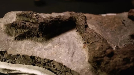 ABDde bulunan dinozor fosili hem şaşkınlık hem de tartışma yarattı