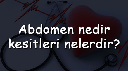 Abdomen nedir, kesitleri nelerdir Üst ve alt abdomen by bulgusu nedir Abdomen nedir, kesitleri nelerdir Üst ve alt abdomen by bulgusu nedir