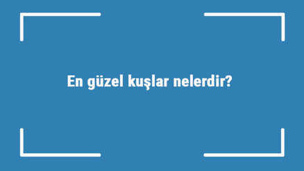En güzel kuşlar nelerdir En güzel kuş türleri ve isimleri