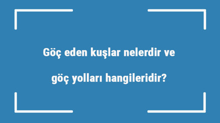 Göç eden kuşlar nelerdir ve göç yolları hangileridir Göç eden kuşlar yollarını nasıl bulurlar Göç eden kuşlar nelerdir ve göç yolları hangileridir Göç eden kuşlar yollarını nasıl bulurlar