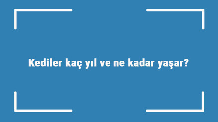 Kediler kaç yıl ve ne kadar yaşar Kedilerin ortalama yaşam süreleri Kediler kaç yıl ve ne kadar yaşar Kedilerin ortalama yaşam süreleri
