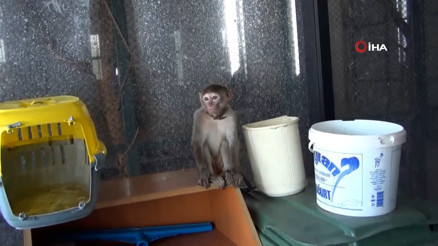 Sahiplenilmesi yasak makak maymununu evinde besleyen şahsa ceza