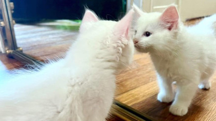 Hayatını kaybeden kedisini klonlattı Görüntüsü aynıydı ama...