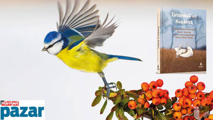 İstanbul’un rengârenk kuşları