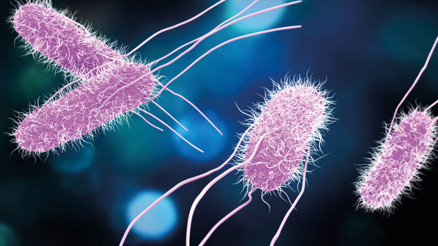 Salmonella nedir, nasıl önlenir