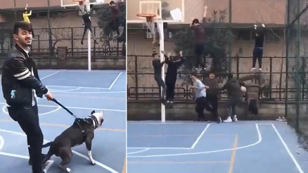 Pitbulla şaka basketbol sahasındaki çocuklara dehşeti yaşattı Pitbulla şaka basketbol sahasındaki çocuklara dehşeti yaşattı