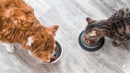 Evcil hayvanınızın mama kâsesindeki tehlike Ne sıklıkla yıkıyorsunuz Evdeki en pis şey olabilir...