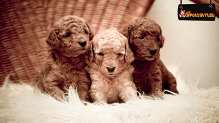 Süs köpeği; en sevimli 10 küçük süs köpeği cinsleri ve özellikleri