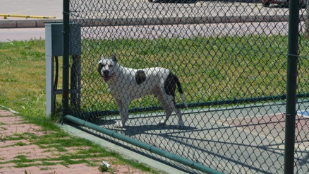 İzmirde pitbull dehşeti