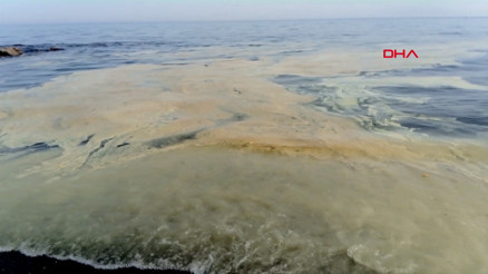 Mersinde arı ölümleri: Denizde sarı polen tabakası oluştu