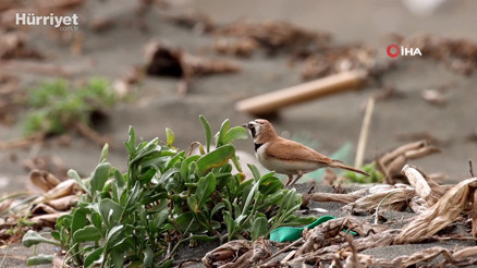 Çöl Kulaklı Toygarı kuşu Türkiyede ilk kez Hatayda gözlemlendi