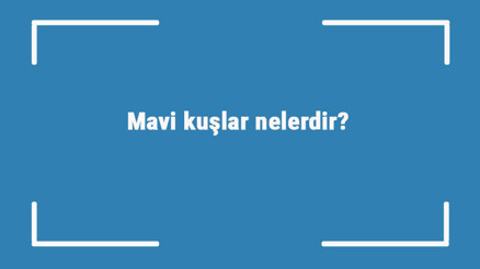 Mavi kuşlar nelerdir Mavi renge sahip kuş türleri ve isimleri Mavi kuşlar nelerdir Mavi renge sahip kuş türleri ve isimleri