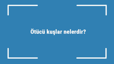 Ötücü kuşlar nelerdir Öten kuşların türleri ve isimleri