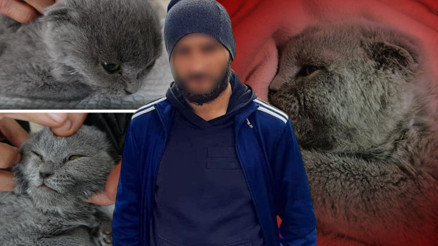 Kediyi duvara fırlatarak öldürdü, savunması pes dedirtti İşte aldığı ceza... Kediyi duvara fırlatarak öldürdü, savunması pes dedirtti İşte aldığı ceza...