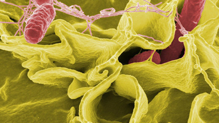 DSÖden Salmonella açıklaması: 6 tip antibiyotiğe dirençli