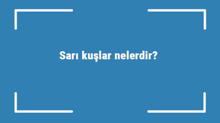 Sarı kuşlar nelerdir Sarı renge sahip kuş türleri ve isimleri