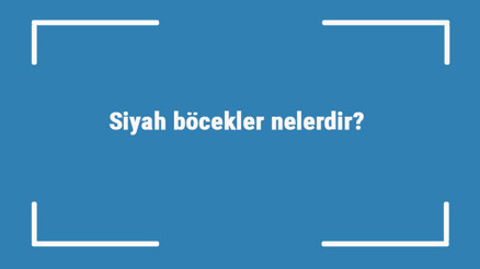 Siyah kuşlar nelerdir Siyah renge sahip kuş türleri ve isimleri