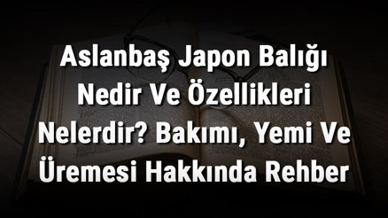 Aslanbaş Japon Balığı Nedir Ve Özellikleri Nelerdir Bakımı, Yemi Ve Üremesi Hakkında Rehber Aslanbaş Japon Balığı Nedir Ve Özellikleri Nelerdir Bakımı, Yemi Ve Üremesi Hakkında Rehber