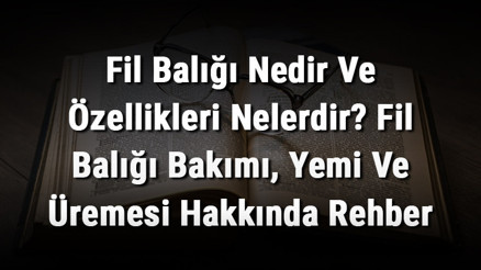 Fil Balığı Nedir Ve Özellikleri Nelerdir Fil Balığı Bakımı, Yemi Ve Üremesi Hakkında Rehber Fil Balığı Nedir Ve Özellikleri Nelerdir Fil Balığı Bakımı, Yemi Ve Üremesi Hakkında Rehber