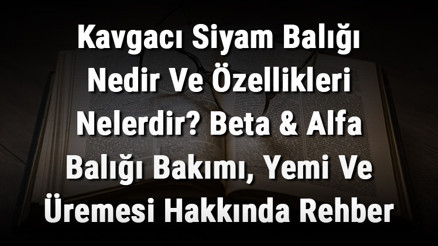 Kavgacı Siyam Balığı Nedir Ve Özellikleri Nelerdir Beta & Alfa Balığı Bakımı, Yemi Ve Üremesi Hakkında Rehber