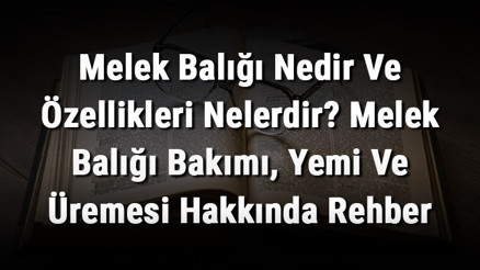 Melek Balığı Nedir Ve Özellikleri Nelerdir Melek Balığı Bakımı, Yemi Ve Üremesi Hakkında Rehber Melek Balığı Nedir Ve Özellikleri Nelerdir Melek Balığı Bakımı, Yemi Ve Üremesi Hakkında Rehber