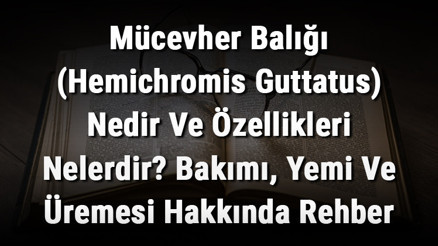 Mücevher Balığı (Hemichromis Guttatus) Nedir Ve Özellikleri Nelerdir Bakımı, Yemi Ve Üremesi Hakkında Rehber