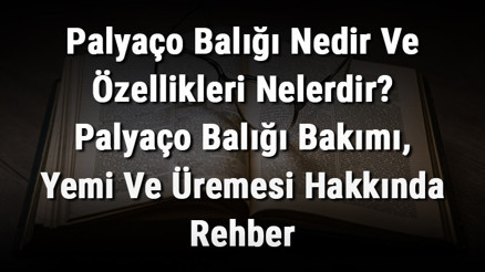 Palyaço Balığı Nedir Ve Özellikleri Nelerdir Palyaço Balığı Bakımı, Yemi Ve Üremesi Hakkında Rehber