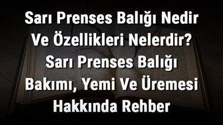 Sarı Prenses Balığı Nedir Ve Özellikleri Nelerdir Sarı Prenses Balığı Bakımı, Yemi Ve Üremesi Hakkında Rehber