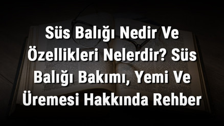 Süs Balığı Nedir Ve Özellikleri Nelerdir Süs Balığı Bakımı, Yemi Ve Üremesi Hakkında Rehber
