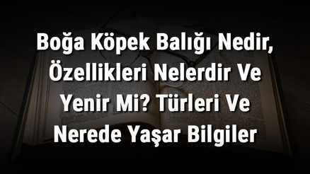 Boğa Köpek Balığı Nedir, Özellikleri Nelerdir Ve Yenir Mi Türleri Ve Nerede Yaşar Bilgiler