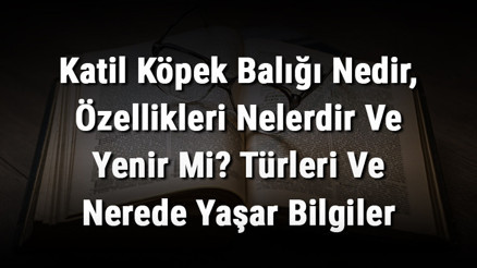 Katil Köpek Balığı Nedir, Özellikleri Nelerdir Ve Yenir Mi Türleri Ve Nerede Yaşar Bilgiler