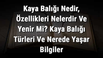 Kaya Balığı Nedir, Özellikleri Nelerdir Ve Yenir Mi Kaya Balığı Türleri Ve Nerede Yaşar Bilgiler