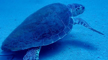 Carettalar, Manavgat sahillerine gelmeye başladı